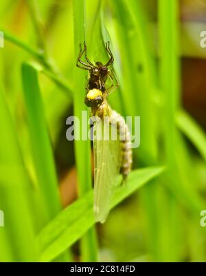 A dragon fly, a bubble tube has just slipped out of t e larva, the nymph and is hanging and drying on it`s own larva Stock Photo